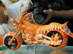 roachpatrol:  archiemcphee:  Taiwanese chef and food artist Huang Mingbo (previously featured here) found an ingenious use for leftover lobster shells. Instead of pitching them into the compost pile, he builds awesome miniature lobster shell motorcycles.