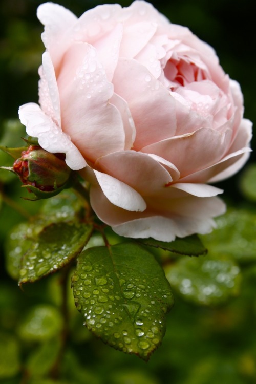 flowersgardenlove: Ambridge Rose - eleg Beautiful gorgeous pretty flowers