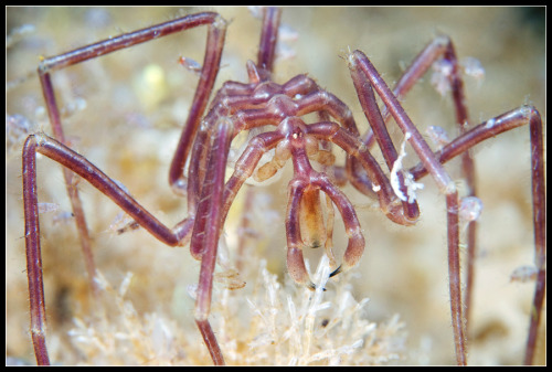 bogleech:anyway people asked so this is a sea spider, not actually a spider but part of an arthropod