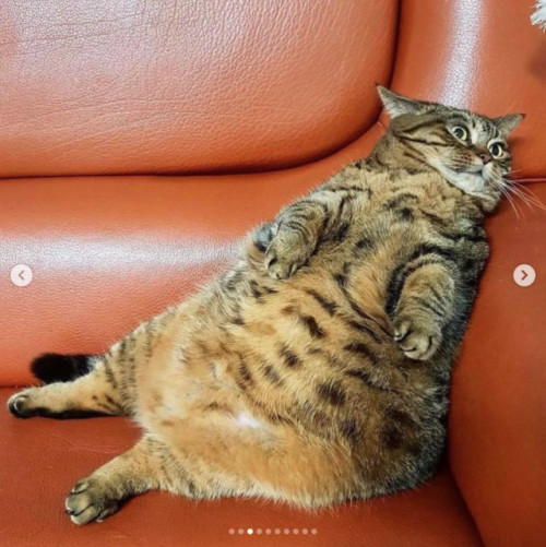 justcatposts:I’m not fat, i’m cute 😝