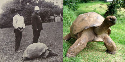 coolthingoftheday:  kamenrideraqua:  coolthingoftheday:  Johnathan the tortoise in 1900, and the same tortoise again in 2015.  he looks great, what’s his secret  Dermatologists HATE him 