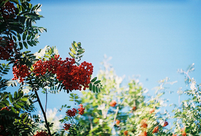 bittens:  typical by Liis Klammer on Flickr. 