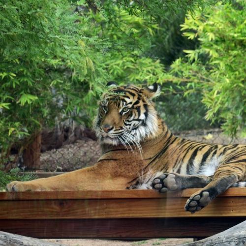 How many eyes can you see on this Sumatran tiger? If you’re an animal trying to sneak up on he