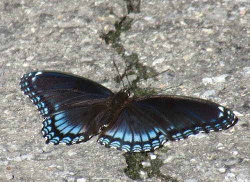 Red-spotted purple. They seem to like roads.