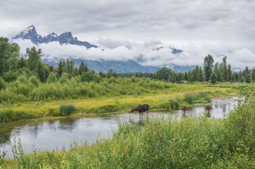 Rainy summer park vibes with a mama moose and her two calves // #jacksonhole #grandtetonnationalpark