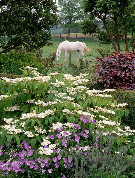 milascioandare:Violets and Viburnum by Michael Boys