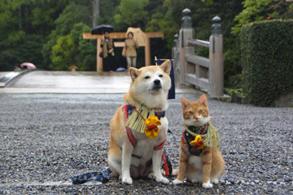 mon-petit-pony:  hay45h1:  (via This Shiba Inu and his kitty best friend are too