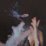 Memento Mori,