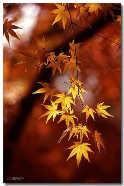 chasingrainbowsforever:  Maple Leaves in Autumn 