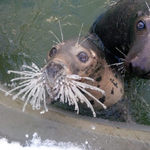 dawwwwfactory: Seal Ania confused by what the hell happened to her whiskers (it’s -10C/14F in 