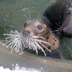 Awwww-Cute:  Seal Ania Confused By What The Hell Happened To Her Whiskers (It’s