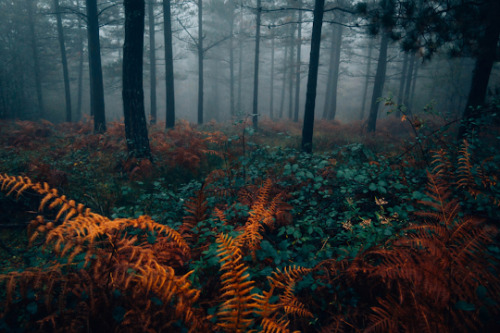 banshy: A Forest in the Mist by Leire Unzueta