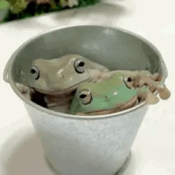 Frog And Toad (Frog And Toad) Stimboard 