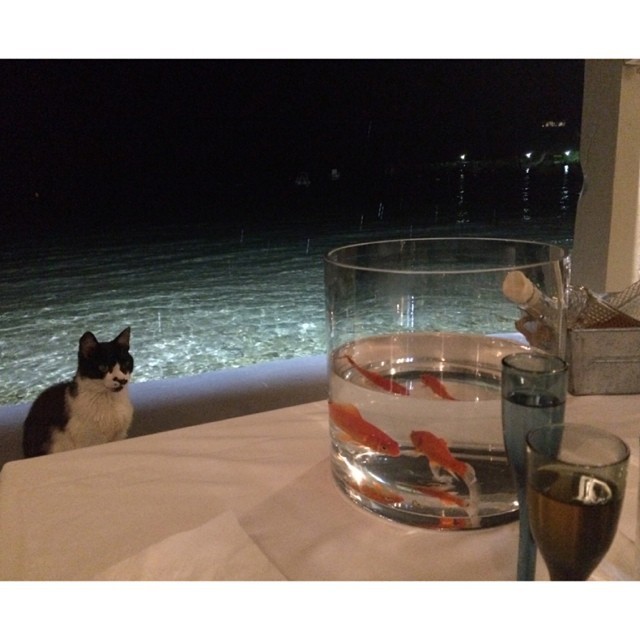 celebsoninstagram:  Vanessa Bryant: “#Kitty #Staredown #Greece  #CatsEverywhere
