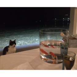 celebsoninstagram:  Vanessa Bryant: “#Kitty #Staredown #Greece  #CatsEverywhere 😾🚫🐟🐚” (http://instagram.com/p/puR72RmIcq/)