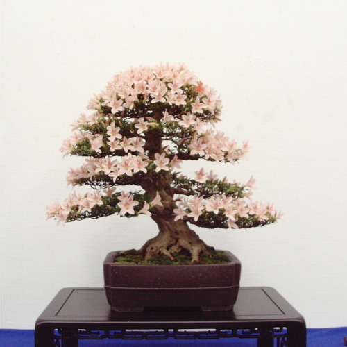 helaris: さつき盆栽花季展 / Satsuki azalea bonsai exhibition