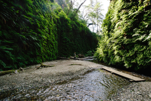 kasieisdell:  Fern Canyon California   I need to remember about the beautiful things.Like imagining the dance those green ferns make when the wind moves through them.I need to remember.