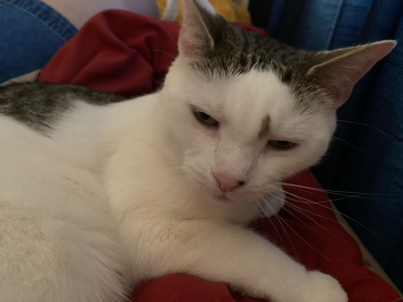 lifbitch:Local cozy boy doesn’t want his picture taken. Monday morning mood