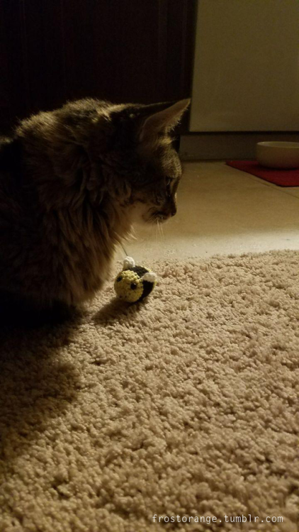 I sent our desert friends a gift for christmas, a small crochet bee toy.  Marie laid claim to i