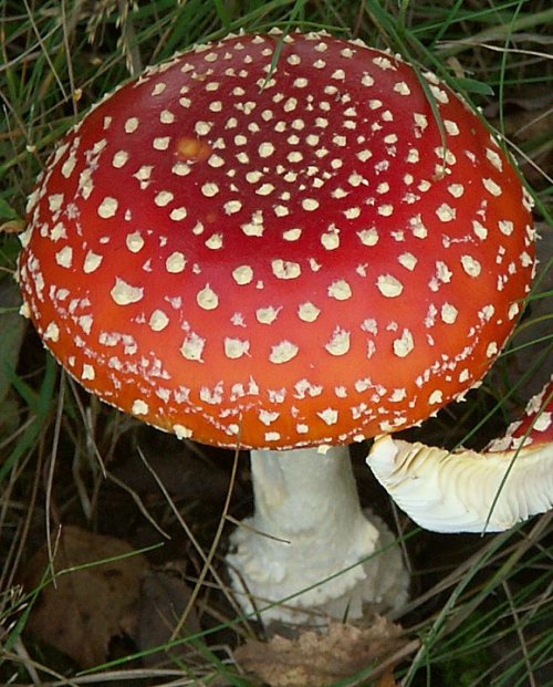 Amanita muscaria, commonly known as the fly agaric or fly amanita, is a mushroom and psychoactive ba