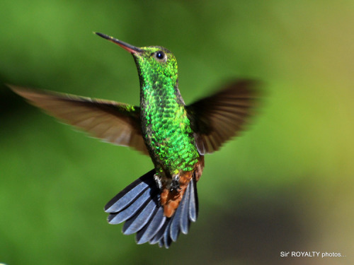 sixtyforty:jedavu:Hummingbirds Pack A Colorful Punchextremely small gay birds