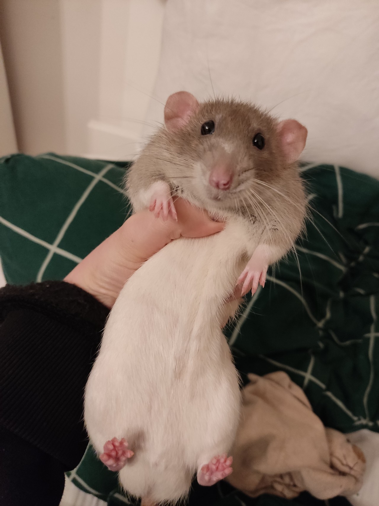 Your rat, hand it over — I'm getting a ~plushie Louie~