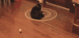 samsaranmusing:  The Einstein of the dog universe. 