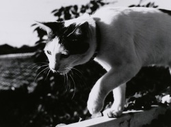 zzzze:Nobuyoshi Araki Untitled / 1988-89.