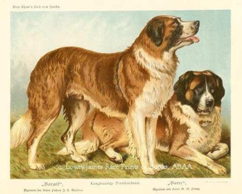 The Illustrated Book of the Dog by Vero Shaw. 1880. Chromolithograph. Cassell, Petter, Galpin Co., L