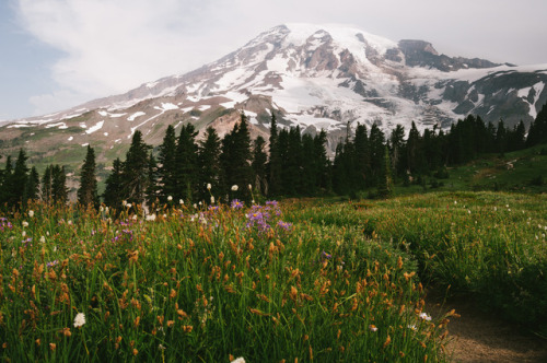 kovthephotographer:Mt. Rainier National Park, Washington