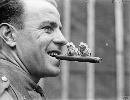 bowlersandhighcollars: British officer with two canary chicks. August 1918.