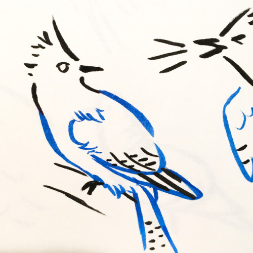 #inktober Steller’s jays! Little sketches in increasingly minimalistic styles. Drawn with micron bru