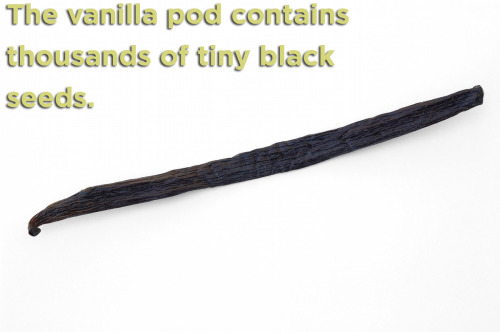 huffingtonpost: Find out all the details about the origin of Vanilla here. 