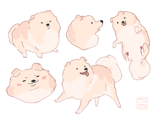 pomeranian commission!