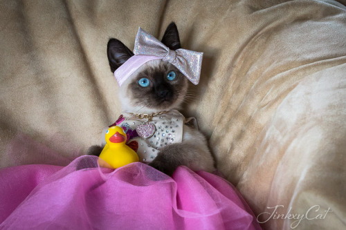 Jinkx the Cat is ready to accept her crown