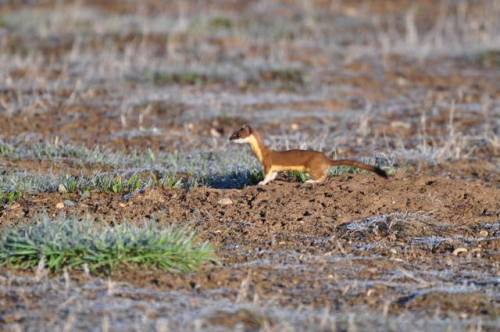 typhlonectes:  A long-tailed weasel (Mustela frenata), Arapaho National Wildlife Refuge, Colorado, U