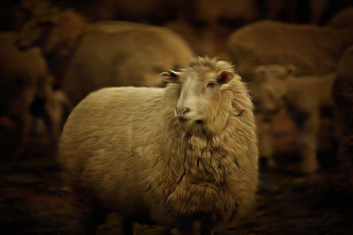 Taken on Crosshills Station, a sheep and cattle operation. A ewe looks for her lamb after vaccination and tail-banding.
Discovered at Hobbys Yards, Hobbys Yards, Australia. See more at Trover