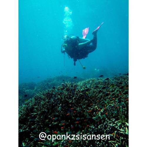 Among the reefs  #bonsayrock #labuanbajo #cndive #komodo #flores #ntt #indonesia #scubadive #diving 