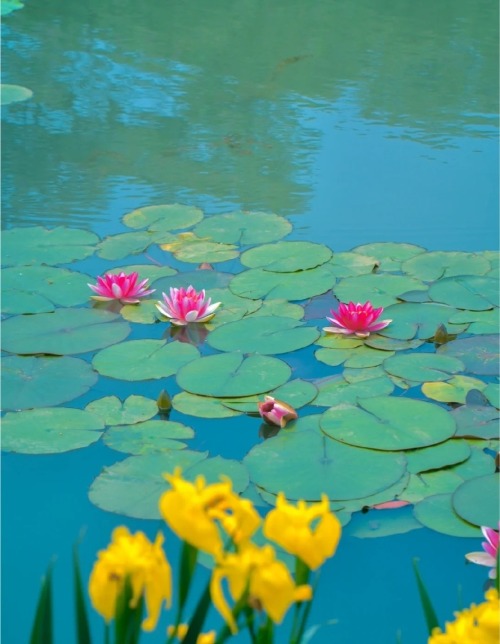 fuckyeahchinesegarden:yanquehu燕雀湖, mingxiaoling明孝陵, nanjing by Heraclio 