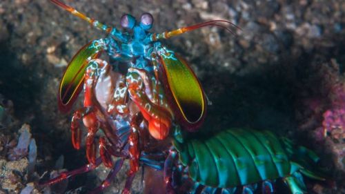 Peacock Mantis Shrimp