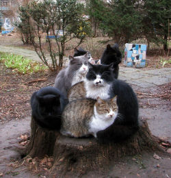 fozmeadows:  In which seven cats all discover the same slightly elevated flat thing and claim it as their own while pretending the other six cats don’t exist. 