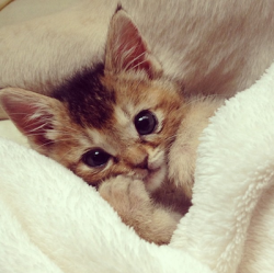 cuteanimalspics:  Tucked In! (Source: http://ift.tt/1DShEr6)