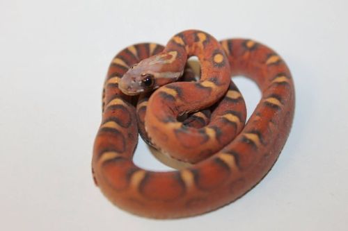 Stunning Scaleless Corn Snakes at 888 Reptiles