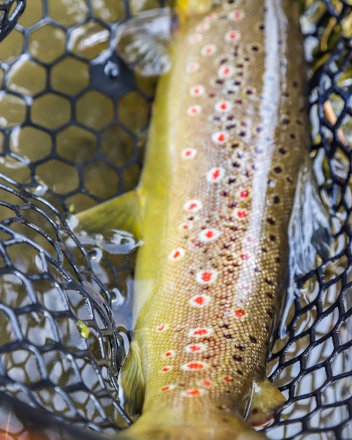 Those red spots#browntrout #flyfishingphotography #repyourwater #winstonrods #stillwaterflyshop #u