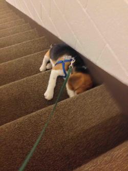 awwww-cute:  Took our 17 week old beagle for two long walks, this was him after on the stairs to our apartment