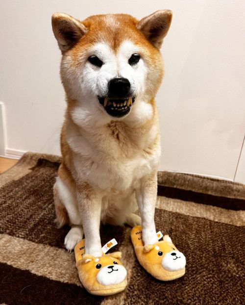 * Ohhh you need two more slippers . . 本日のおみやげでございますー #shiba#shibainu#glaucomadog#dogislove#uni#uniha