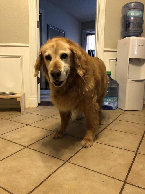 awwcutepets:This golden boy has been my best friend for 15 years now.