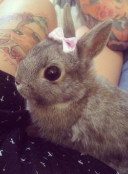 callerina:  Bunny with a bow, you are beautiful.