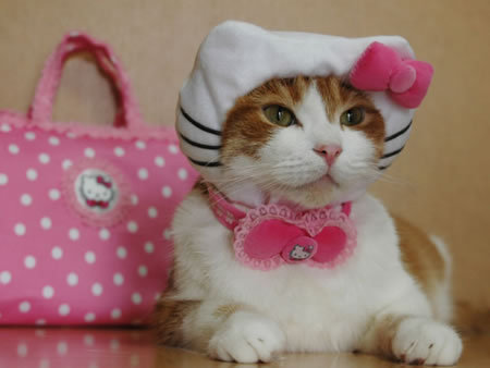 hello-kitty:  October 29: Happy National Cat Day! 