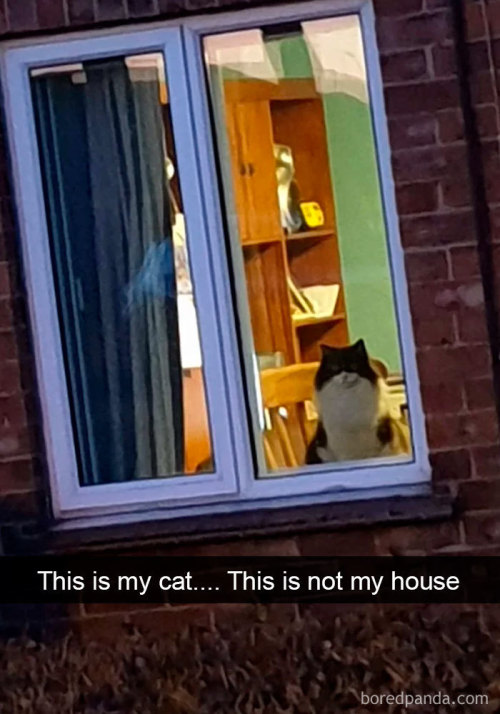babyanimalgifs:Hilarious Cat Snapchats That Will Leave You With The Biggest Smile. Follow @anim